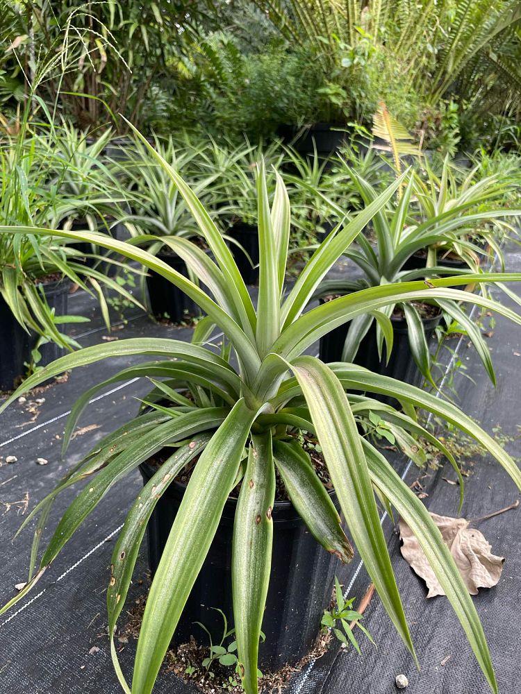 ananas-comosus-white-jade-pineapple