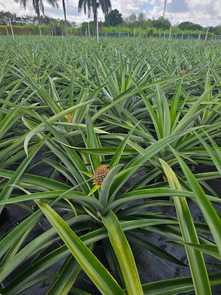 ananas-pineapple