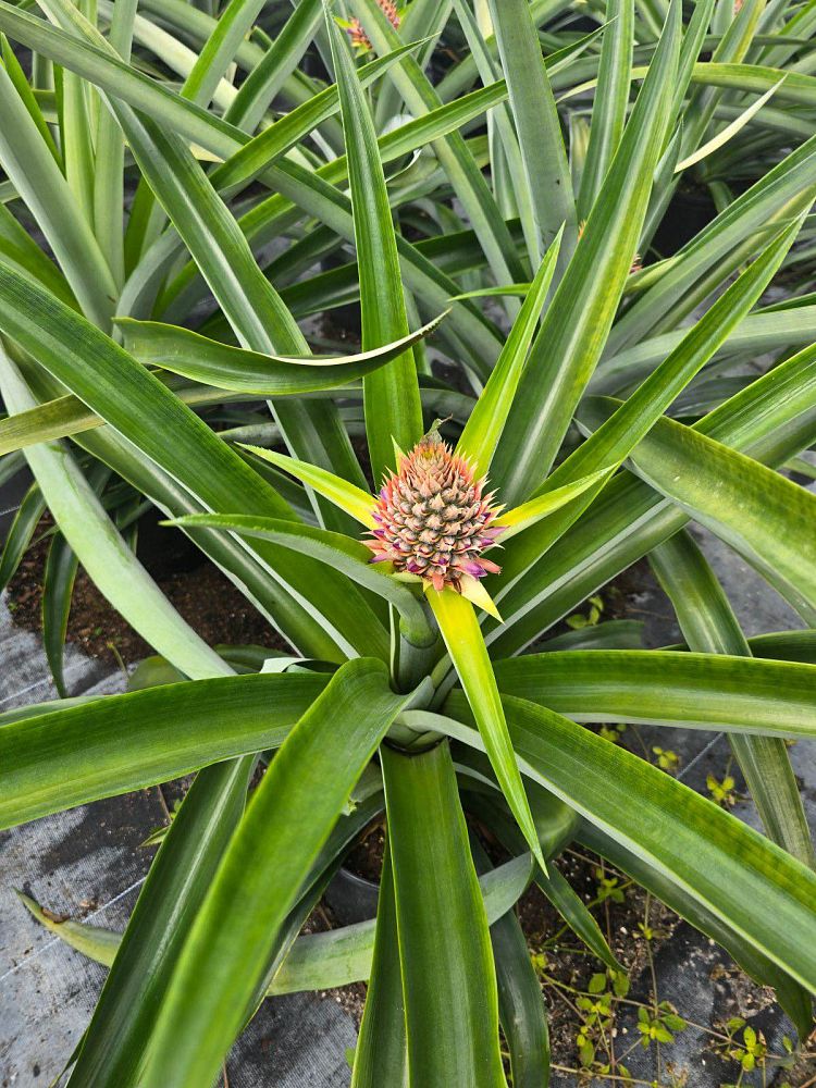 ananas-pineapple