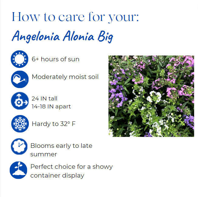 angelonia-angustifolia-alonia-big-indigo-summer-snapdragon