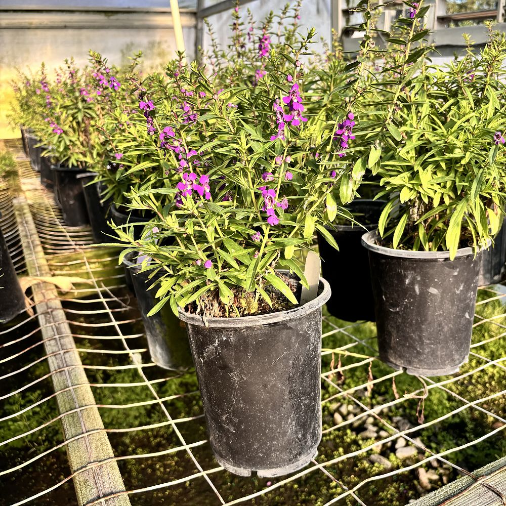 angelonia-summer-snapdragon