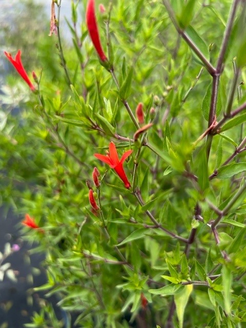 anisacanthus-quadrifidus-hummingbird-bush-texas-firecracker-plant-flame-acanthus