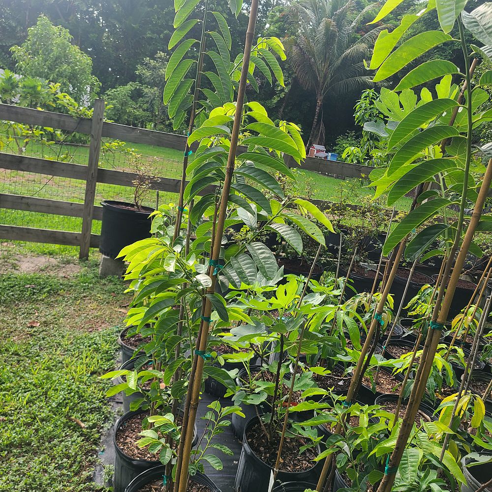 annona-cherimola-san-pablo-custard-apple