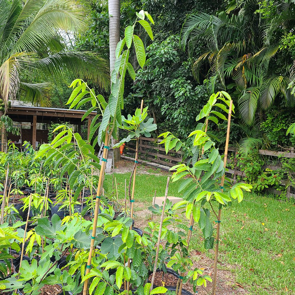 annona-cherimola-san-pablo-custard-apple