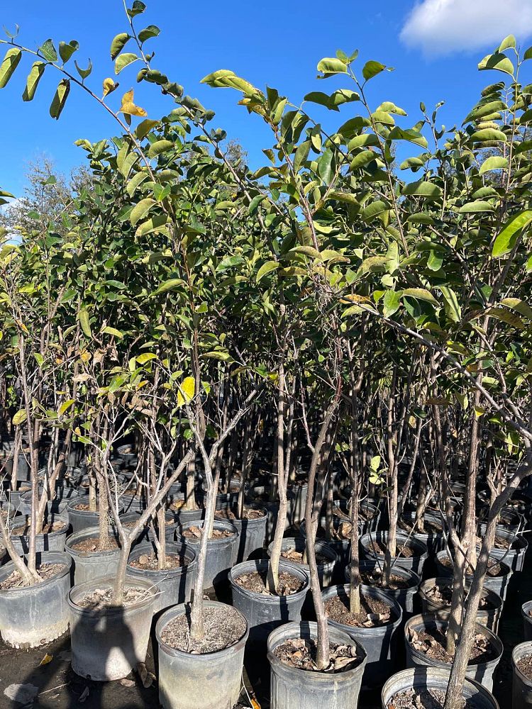 annona-glabra-pond-apple