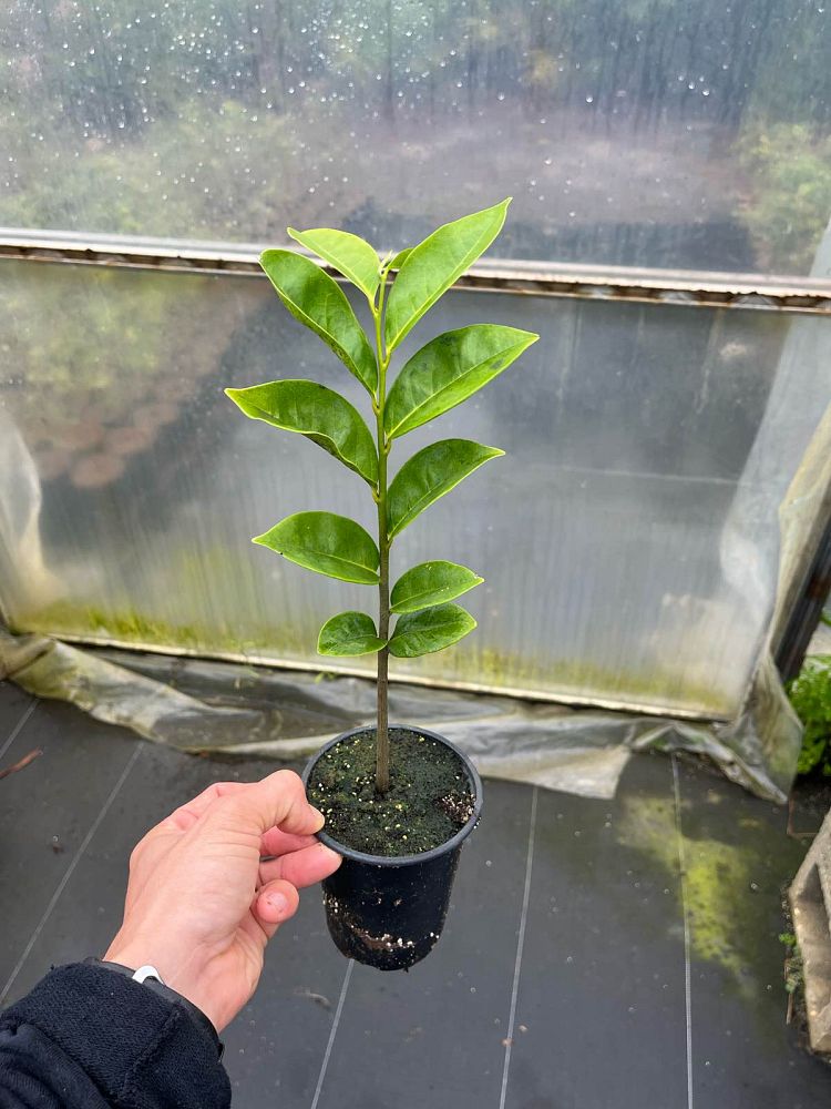 annona-montana-mountain-soursop