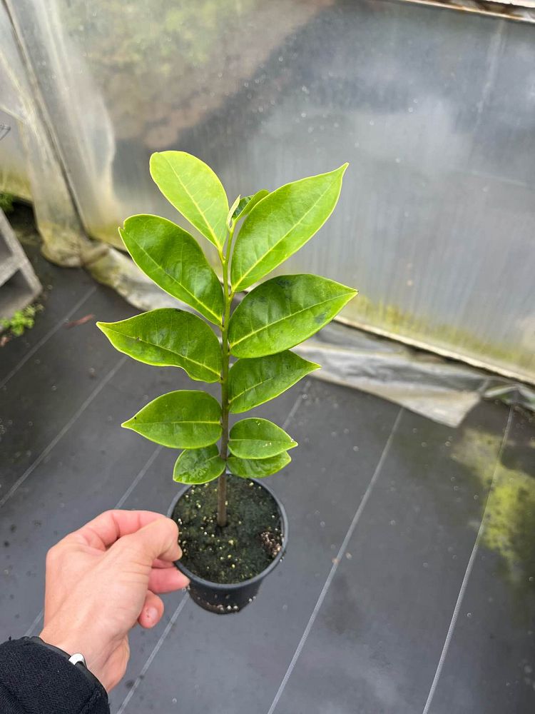 annona-montana-mountain-soursop