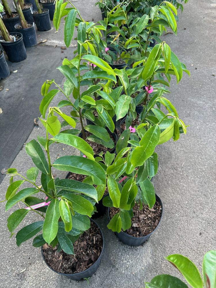 annona-muricata-soursop-guanabana