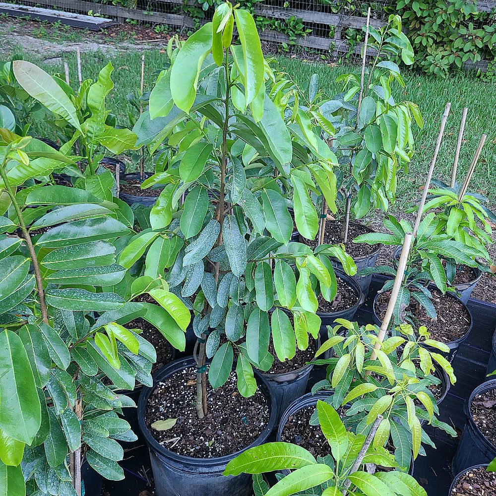 annona-muricata-soursop-guanabana