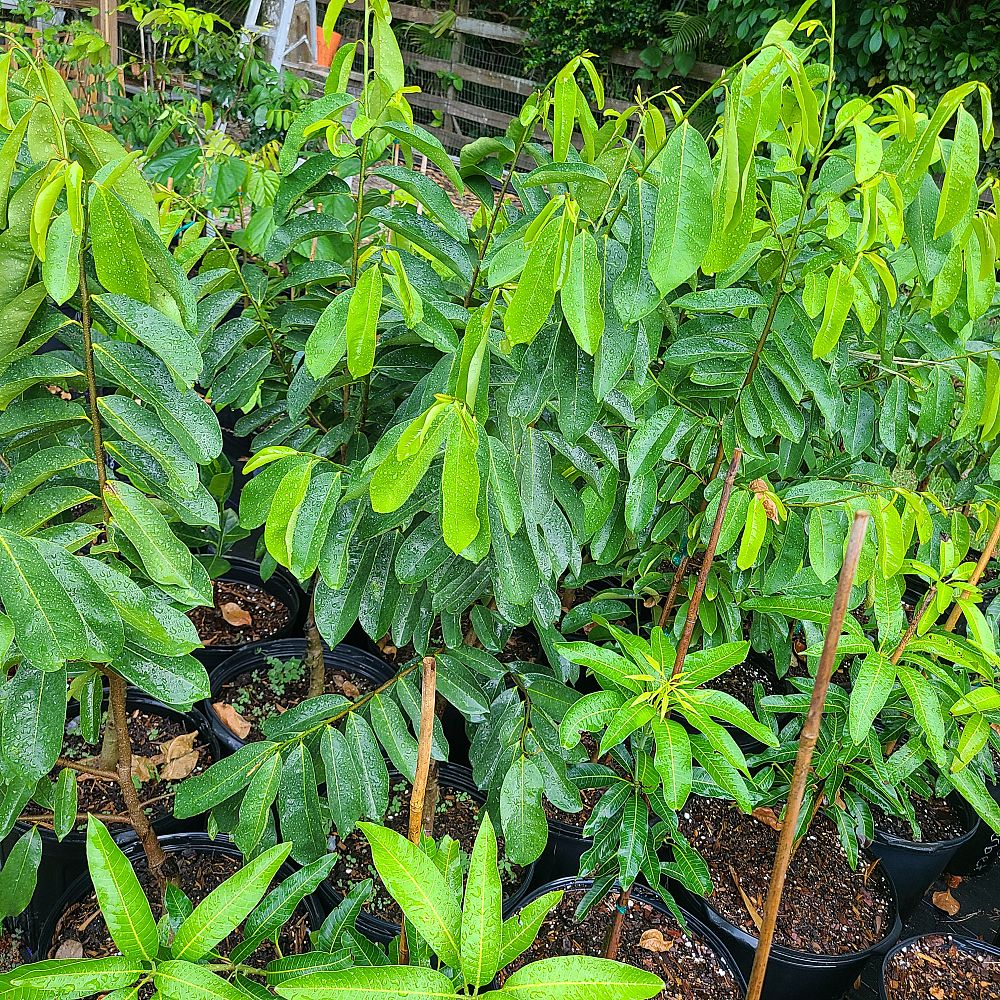 annona-muricata-soursop-guanabana