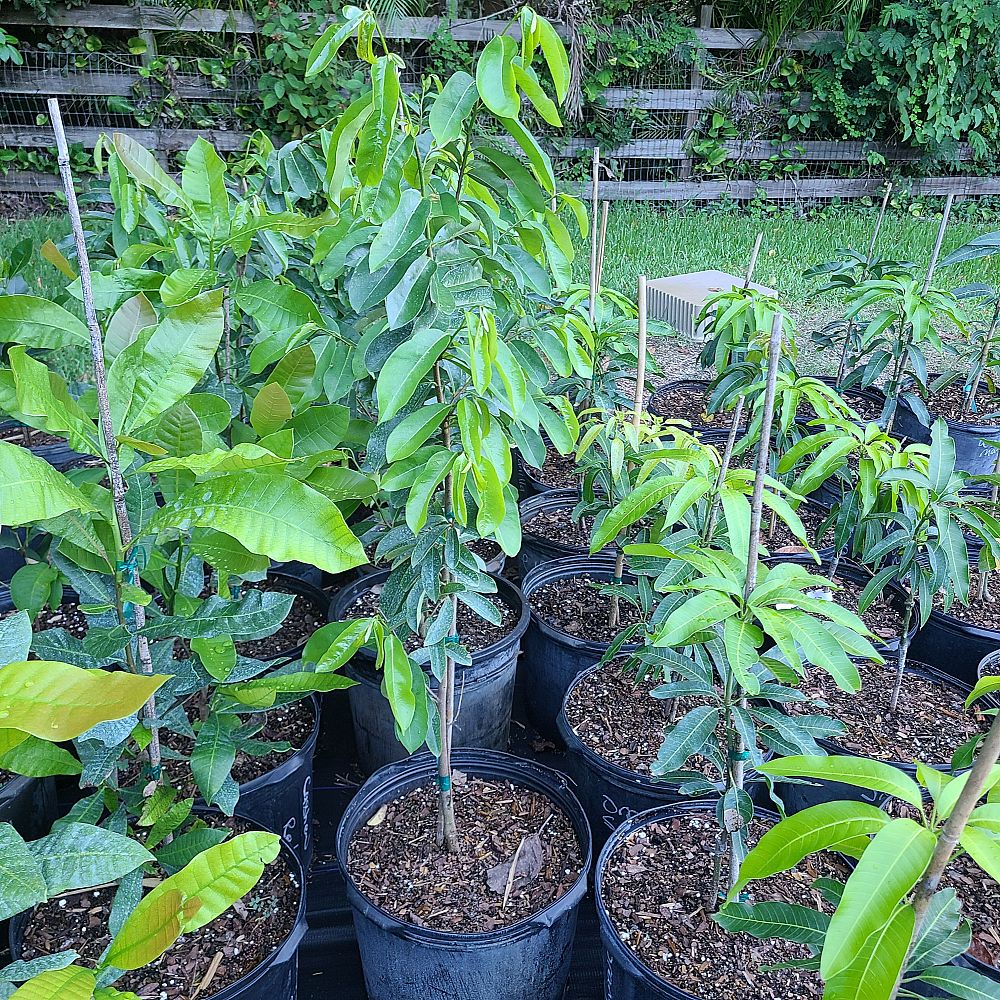 annona-muricata-soursop-guanabana