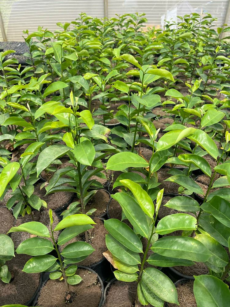 annona-muricata-soursop-guanabana