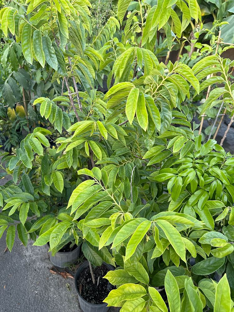 annona-reticulata-custard-apple