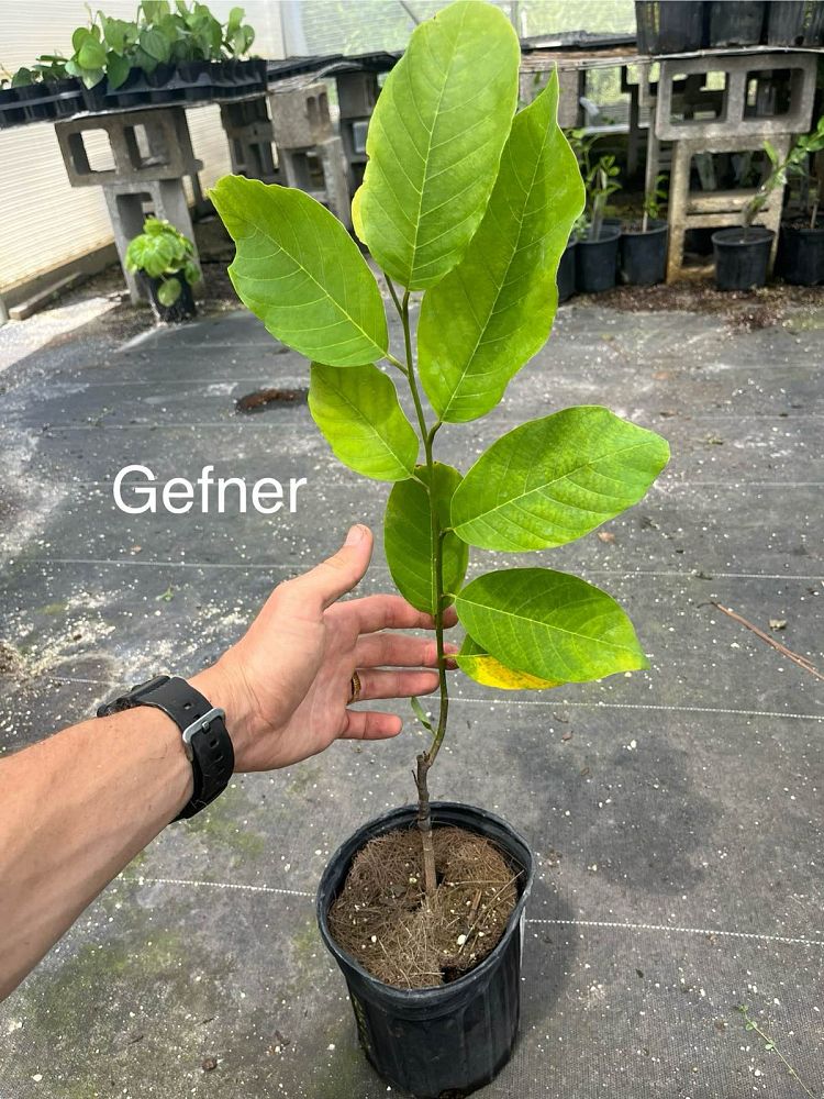 annona-squamosa-cherimola-gefner-atemoya