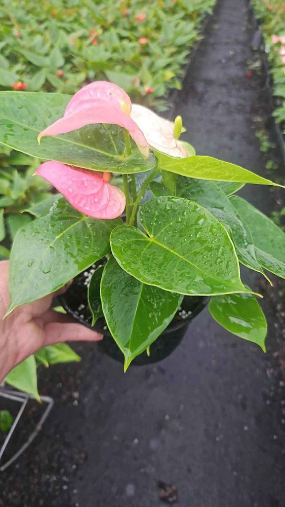 anthurium-andraeanum-flamingo-flower