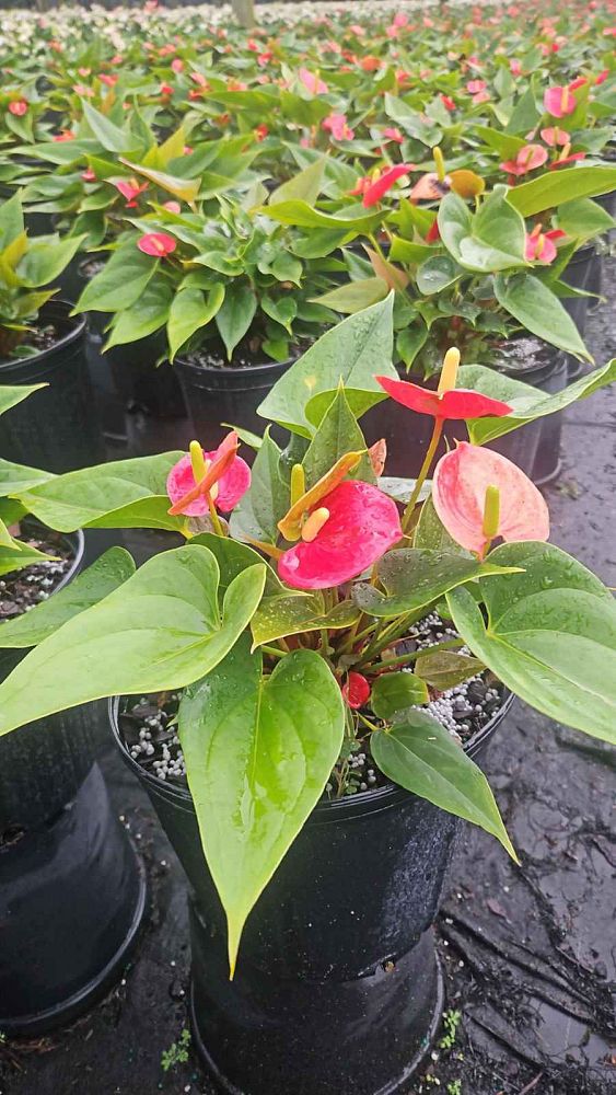 anthurium-andraeanum-flamingo-flower