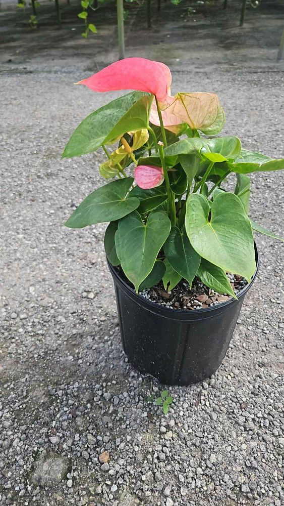 anthurium-andraeanum-flamingo-flower