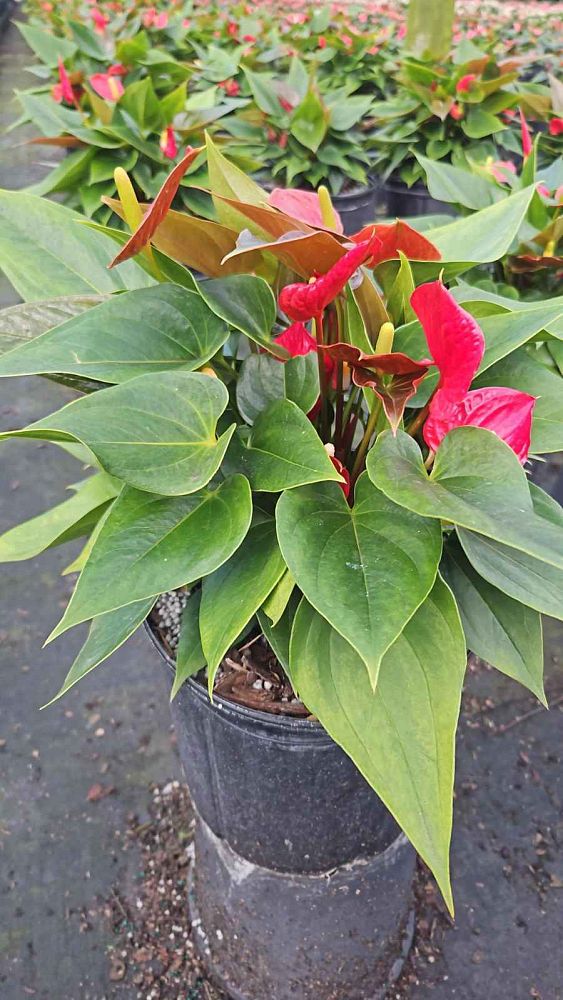 anthurium-andraeanum-flamingo-flower