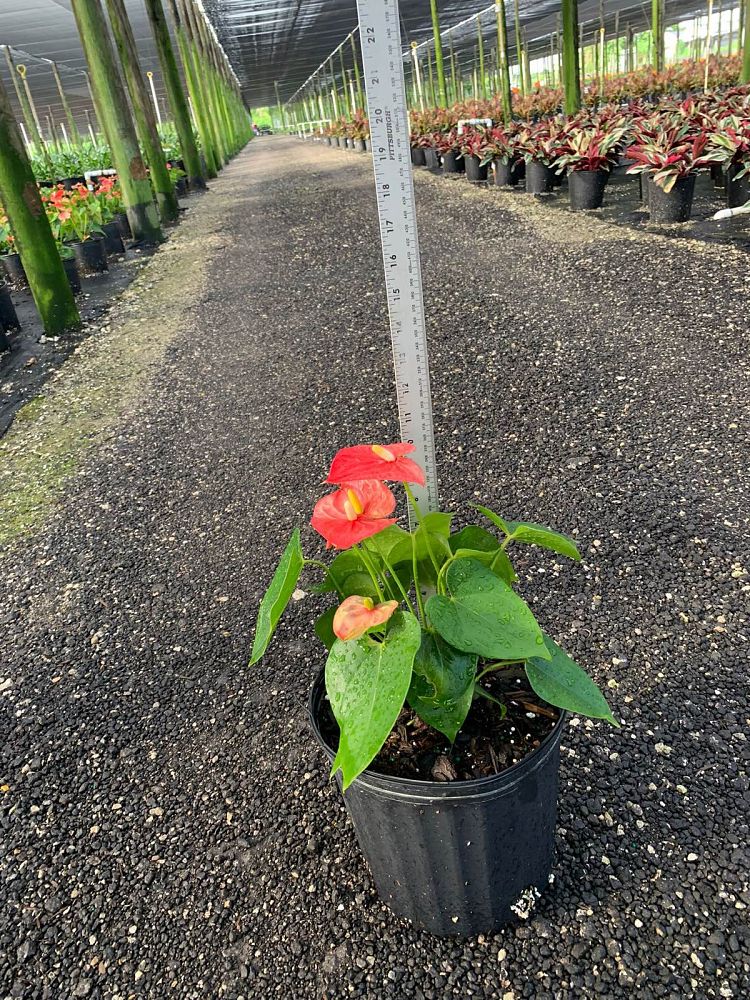 anthurium-andreanum