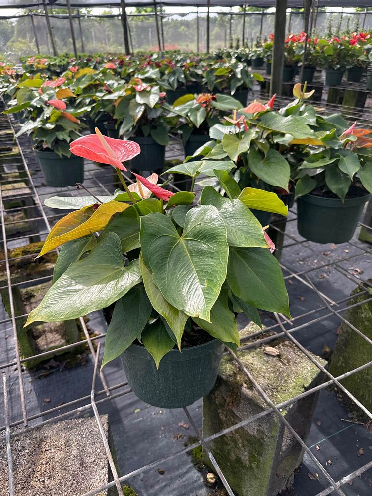 anthurium-aren-t-you-orange