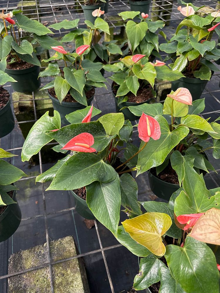 anthurium-aren-t-you-orange