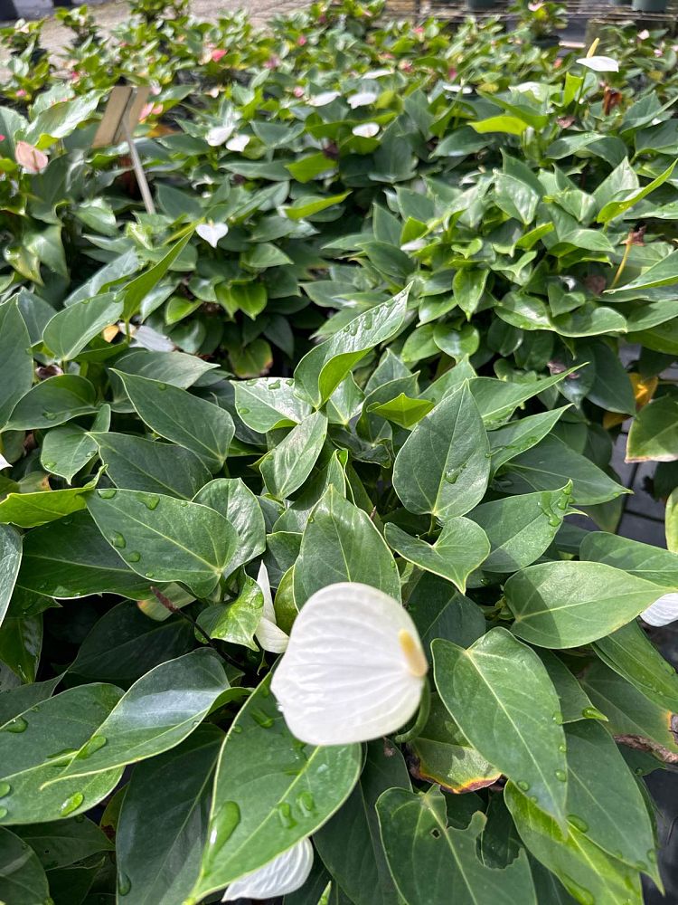 anthurium-baby-white