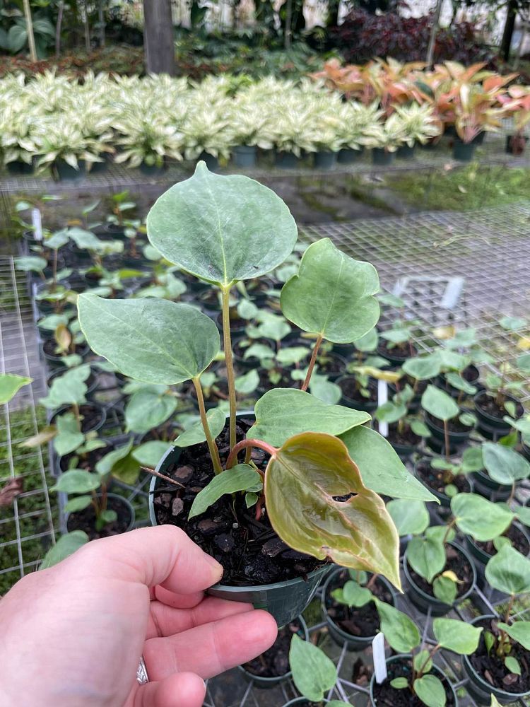 anthurium-oaxaca