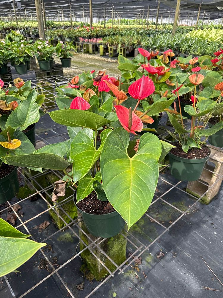 anthurium-red-heart