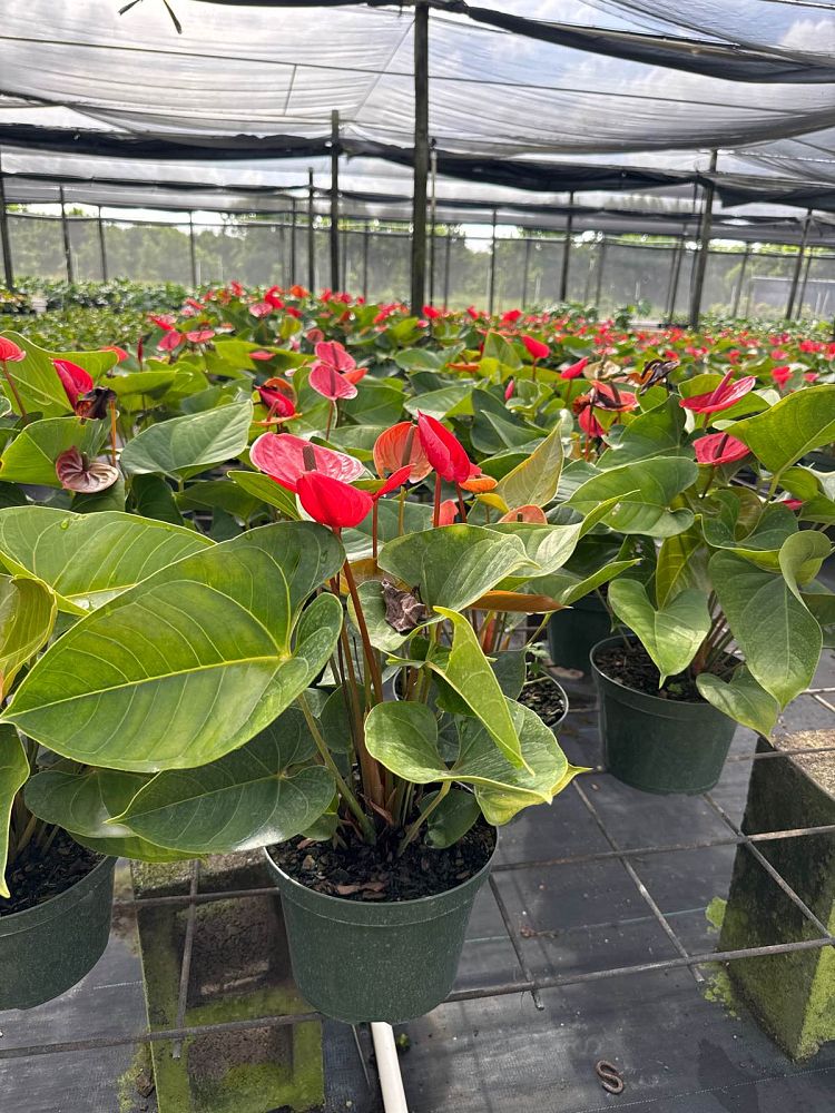 anthurium-red-heart