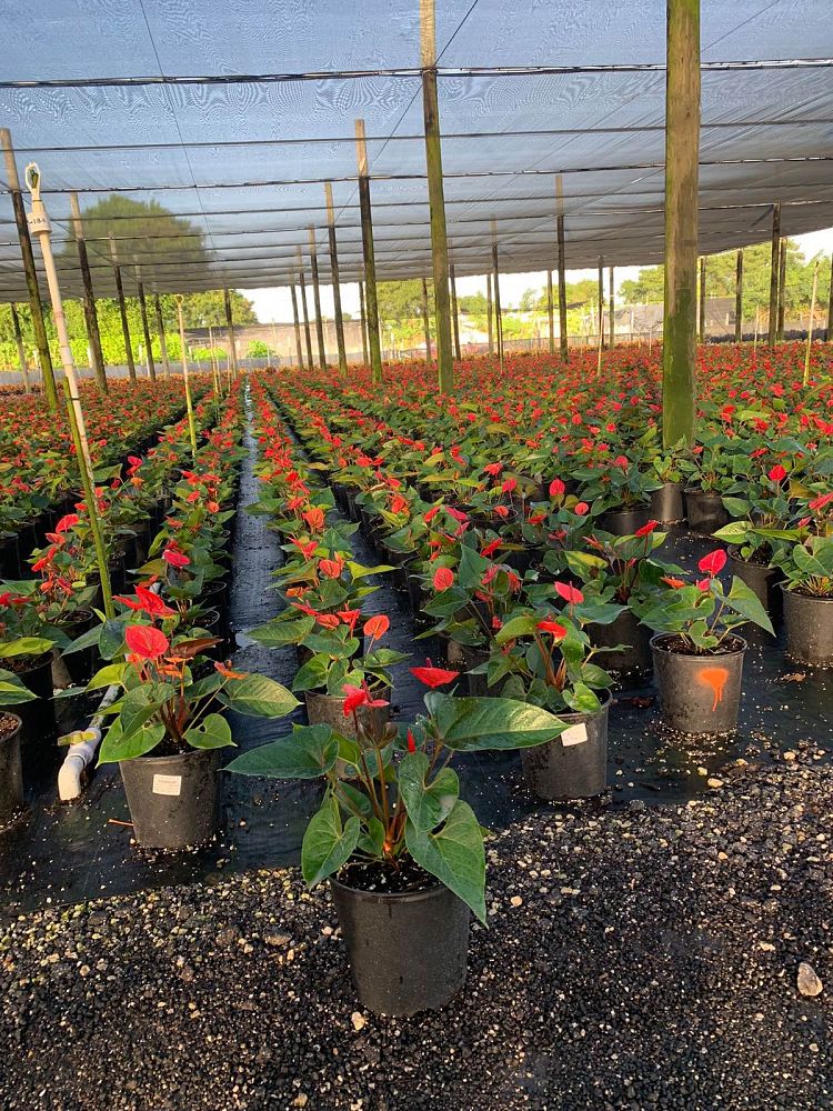 anthurium-red-heart