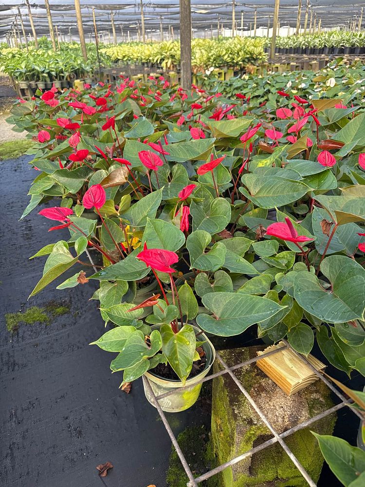 anthurium-red-heart