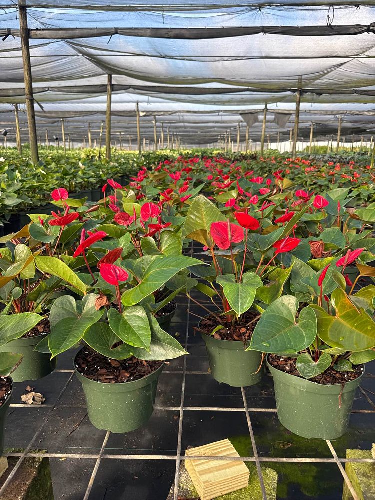 anthurium-red-heart