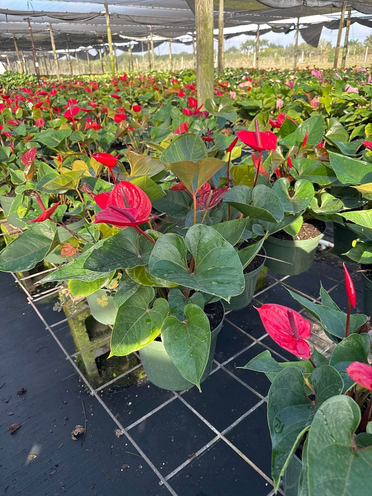 anthurium-red-heart