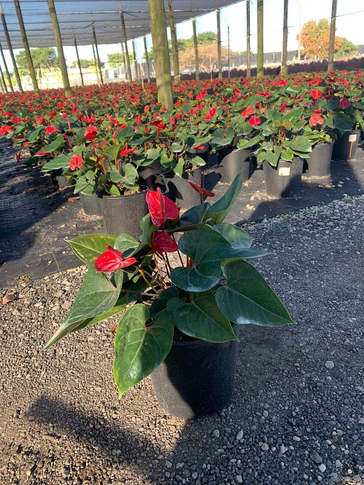 anthurium-red-heart