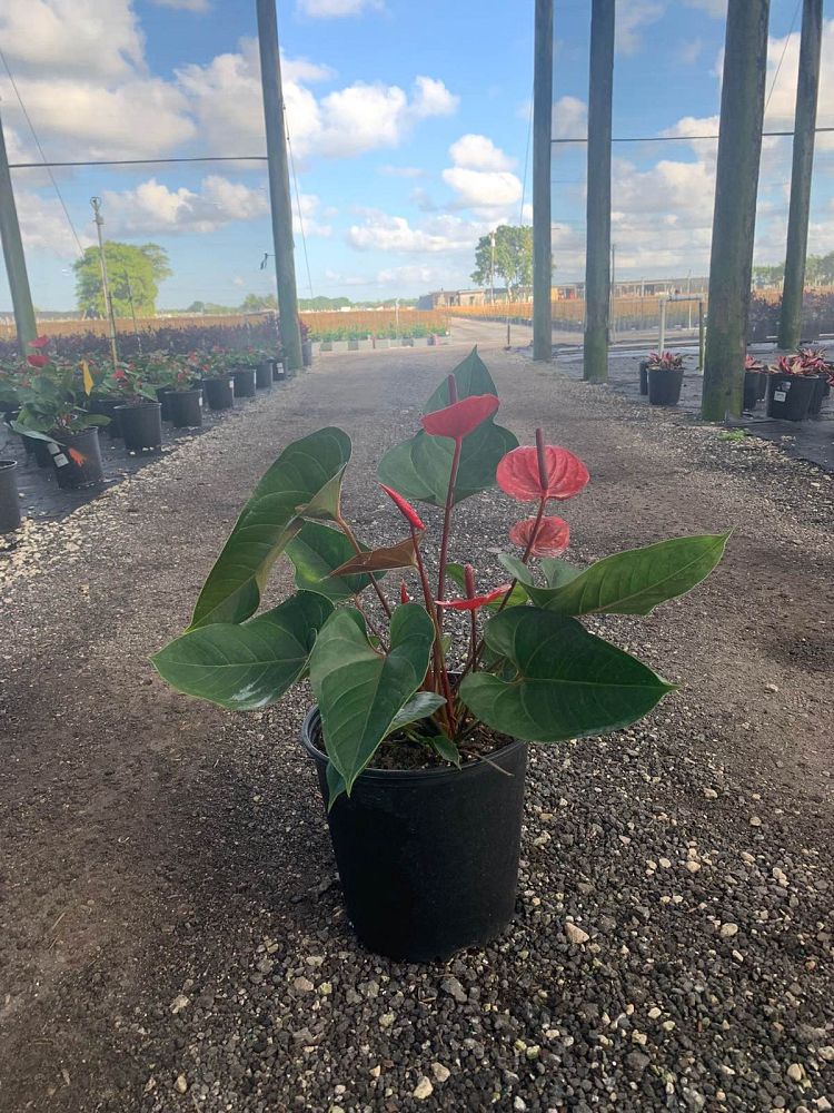 anthurium-red-heart