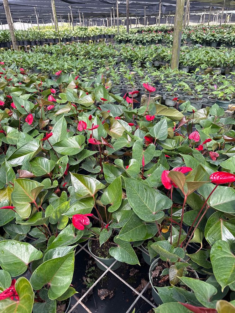 anthurium-red-heart