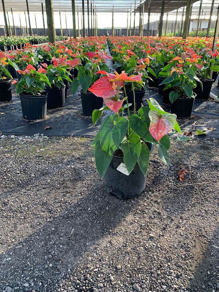 anthurium-smalltalk-red