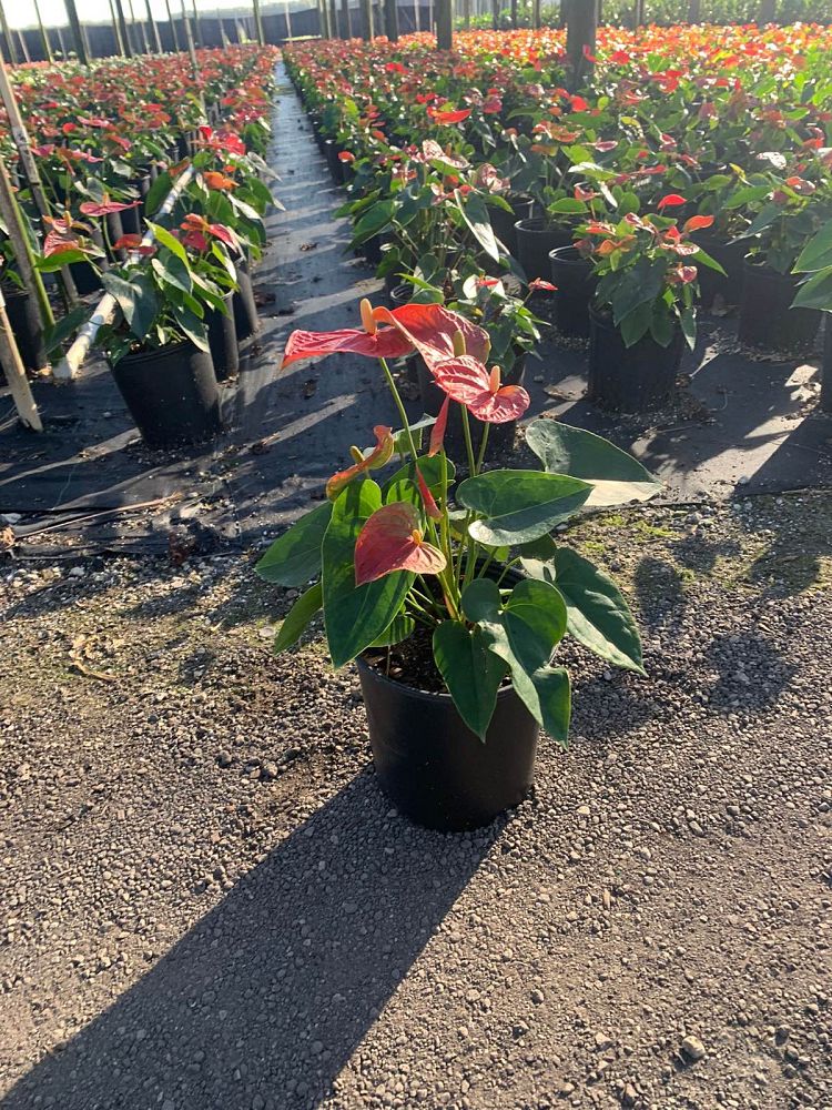 anthurium-smalltalk-red