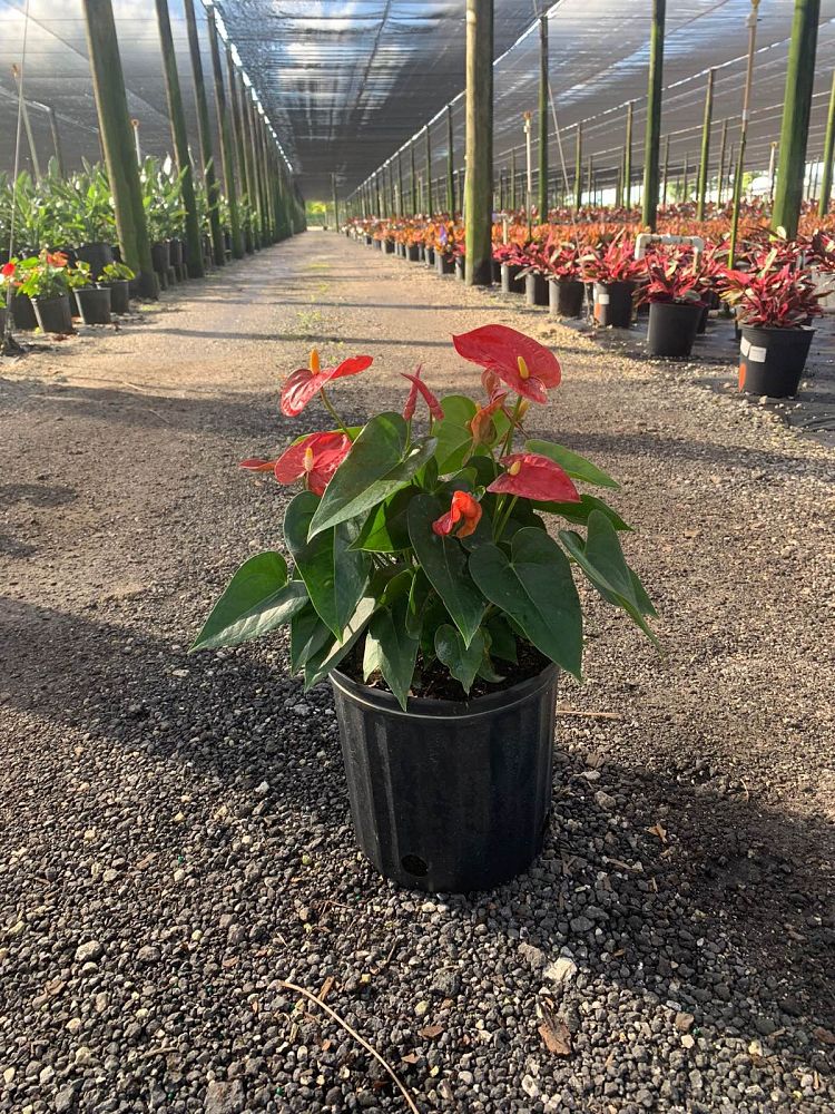 anthurium-smalltalk-red