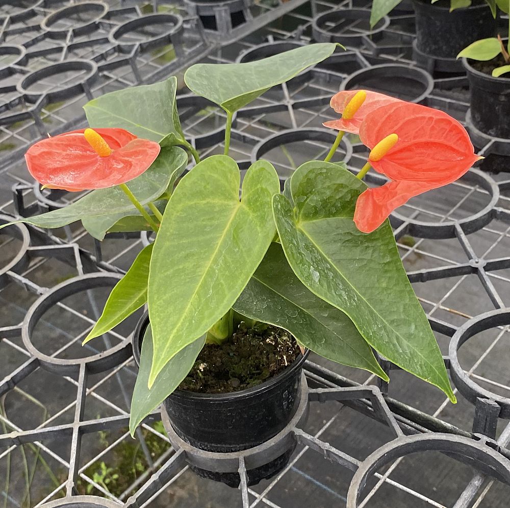 anthurium-spp