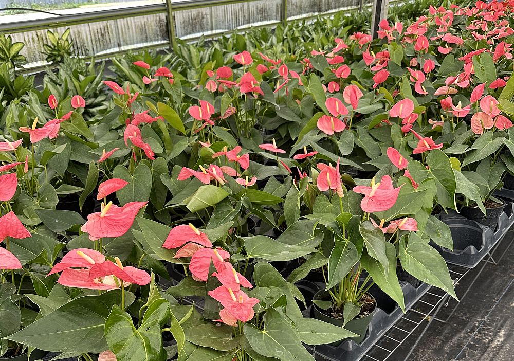 anthurium-spp