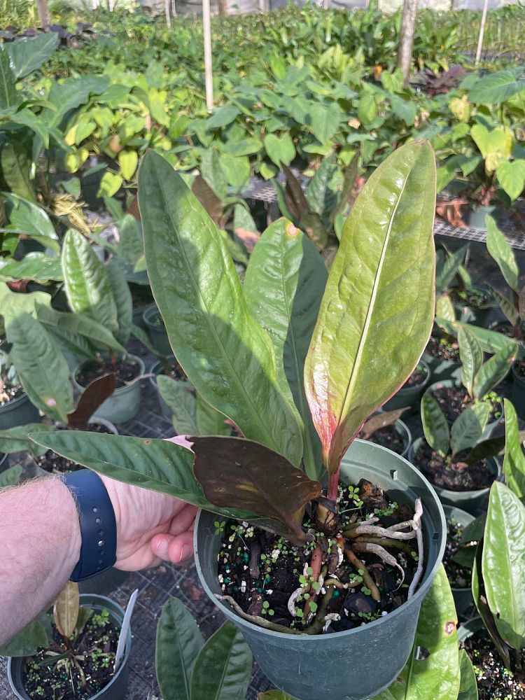 anthurium-superbum