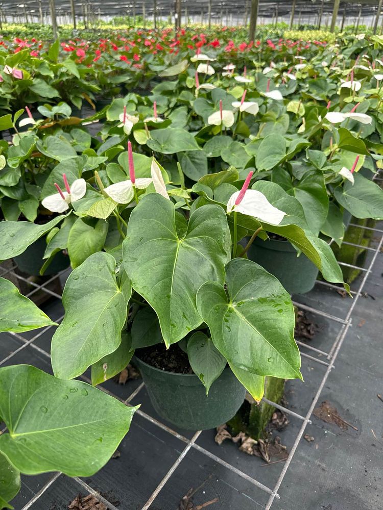 anthurium-white-heart