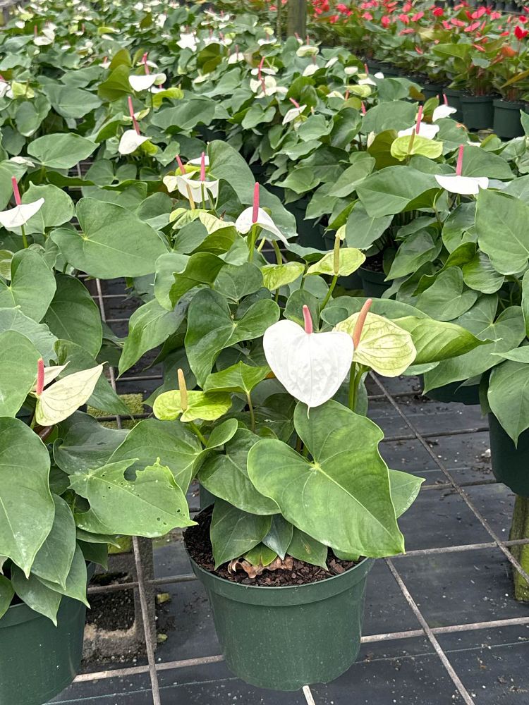 anthurium-white-heart