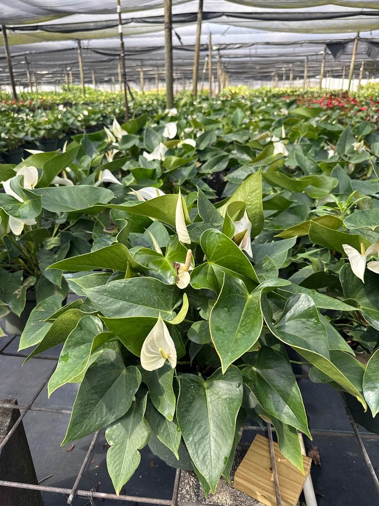 anthurium-white-heart