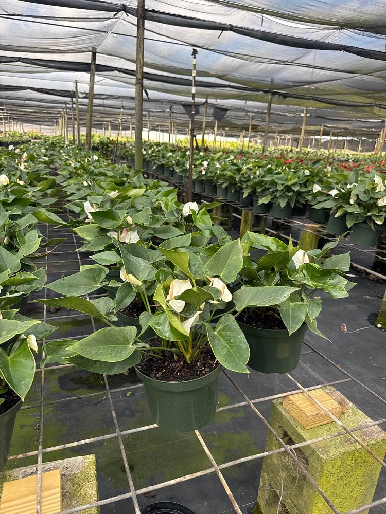 anthurium-white-winner