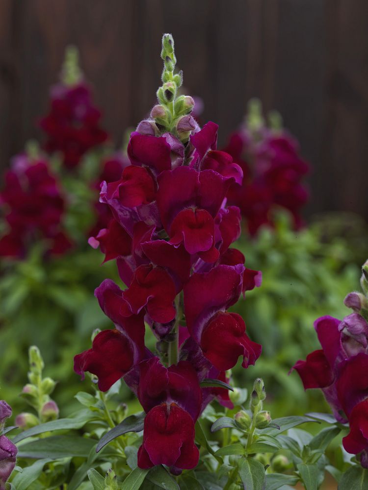 antirrhinum-majus-candy-tops-red-snapdragon