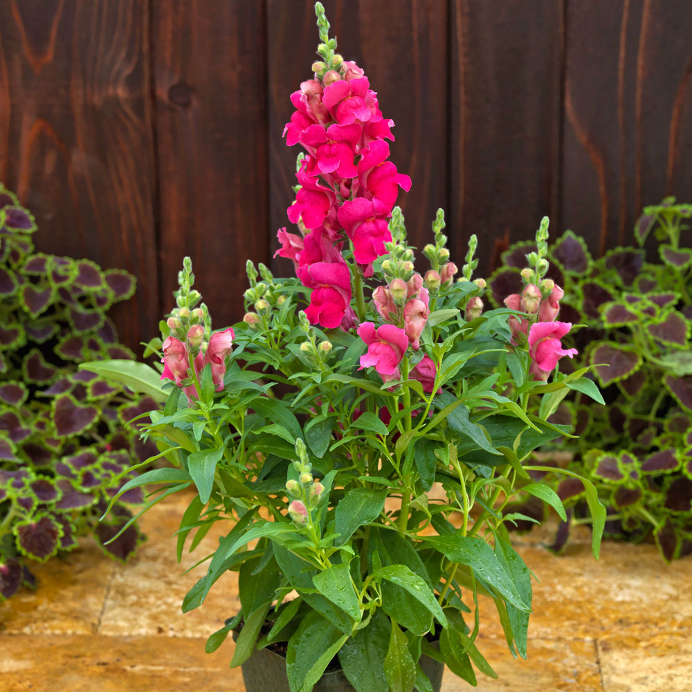 antirrhinum-majus-candy-tops-rose-snapdragon