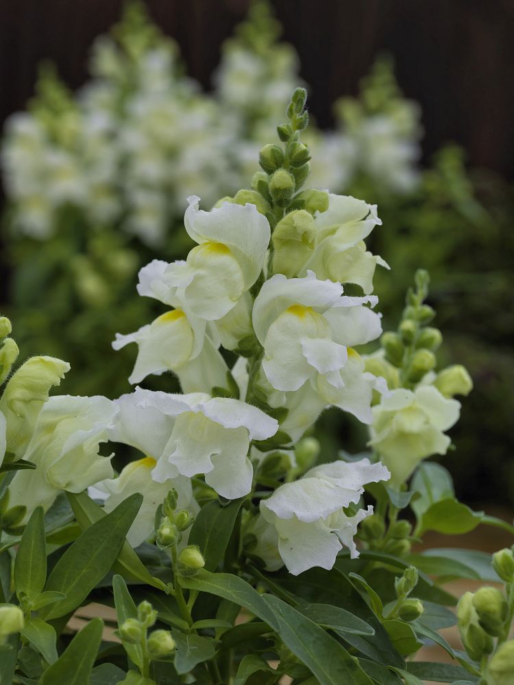 antirrhinum-majus-candy-tops-white-snapdragon