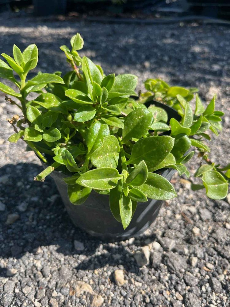 aptenia-cordifolia-baby-sunrose-ice-plant